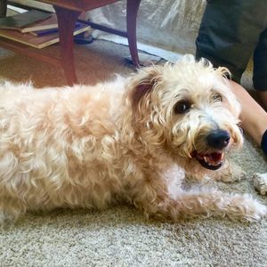 Meet your Posher, Jordan